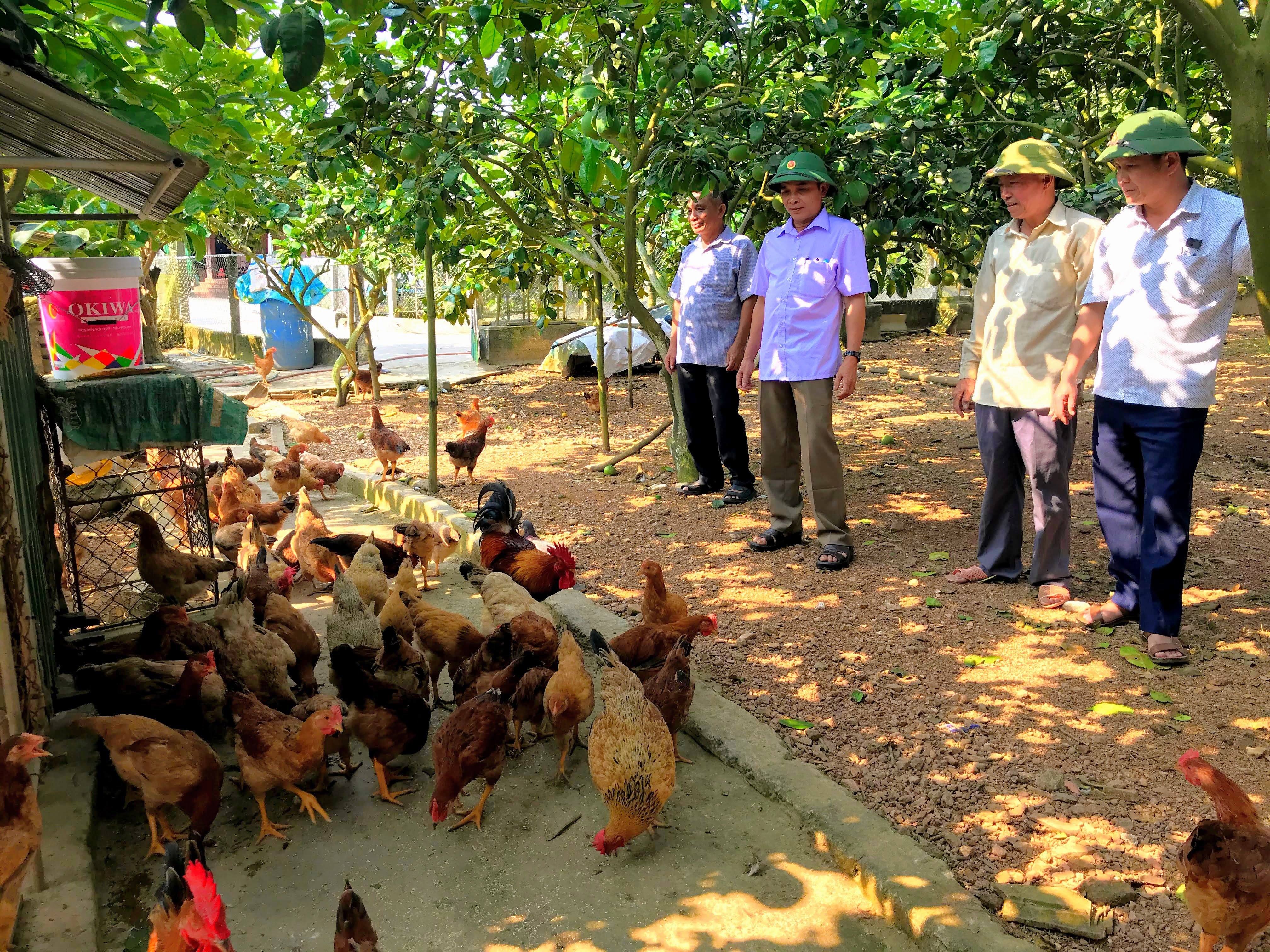 Thạch Hà: Hội Cựu chiến binh tích cực xây dựng vườn mẫu, phát triển kinh tế nông thôn